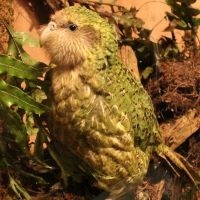 Bill Costner/FLPA Bill Costner/FLPA