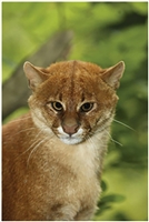 Jaguarundi Jaguarundi