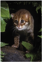 Flat-headed Cat Flat-headed Cat