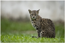 Geoffroy's Cat Geoffroy's Cat