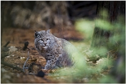 Bobcat Bobcat
