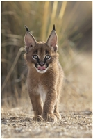 Caracal Caracal