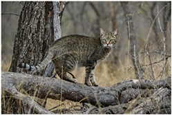 African Wild Cat African Wild Cat