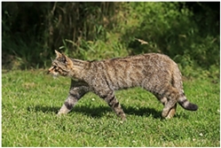 European Wild Cat European Wild Cat