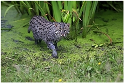 Fishing Cat Fishing Cat