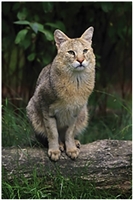 Jungle Cat Jungle Cat